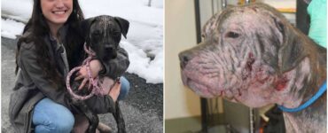 Cane bussa alla porta di un uomo