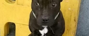 Cane abbandonato alla stazione ferroviaria