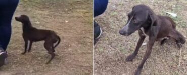 Cane abbandonato perché inseguiva le galline