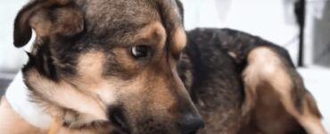Cane ferito con un filo di ferro