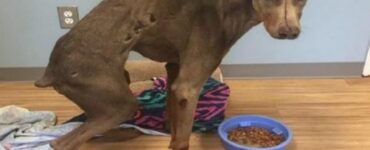 Cane randagio investito da un'auto