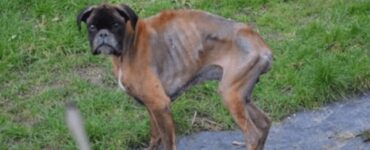 Cane randagio in pessimo stato