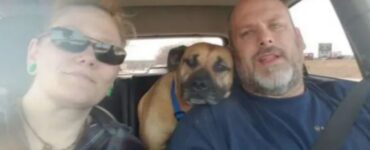 Cane randagio entra in un'auto