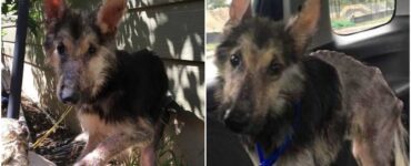 Cane incastrato in una rete metallica