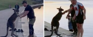 Canguro intrappolato in un lago ghiacciato