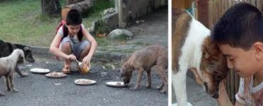 Cani randagi salvati da un bambino