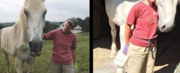 Cavallo abbandonato dopo 30 anni