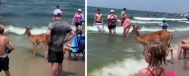 Cervo in spiaggia intrattiene i bagnanti