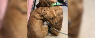 Cuccioli si abbracciano