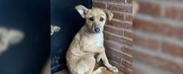 Cucciolo chiede al suo proprietario di rientrare in casa