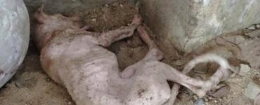 Cucciolo salvato dai soccorritori