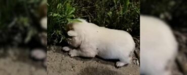 Cucciolo in fin di vita salvato dai soccorritori