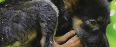 Cucciolo non abbandona la madre e gli resta affianco