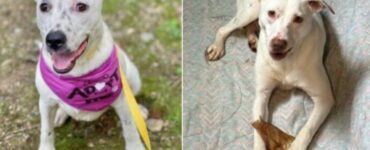 Due cuccioli festeggiano il compleanno insieme