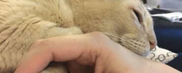 Gatto anziano adottato a 13 anni