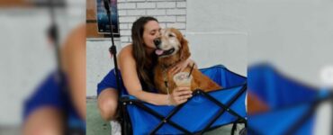 Golden Retriever anziano