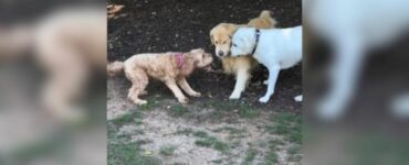 Goldendoodle ritrova le sue amiche