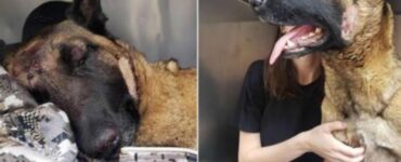 Malinois salva la sua padrona