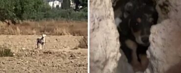 Mamma protegge i suoi cuccioli