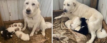 Mamma cane adotta una capretta