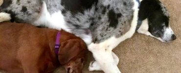 Migliore amico inseparabile
