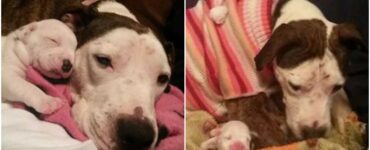 Pitbull gettato da un'auto