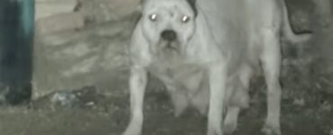 Pitbull spaventato teme l'uomo
