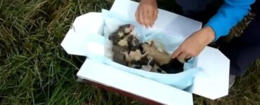 Soccorritori salvano dei cuccioli