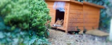 Volpe fa da guardiano ad una cuccia