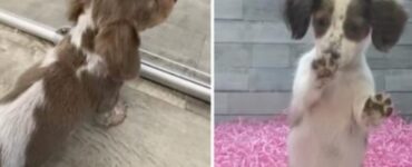 Bassotto non vuole lasciare il suo amico