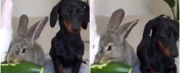 Bassotto non mangia la sua cena