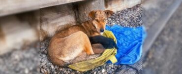 Cagnolina randagia protegge i suoi piccoli