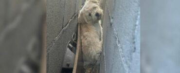 Cagnolino incastrato tra i muri