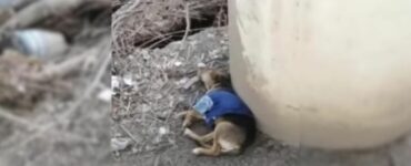 Cagnolino disperato e ferito