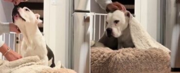 Cagnolino viene messo a letto dalla mammina