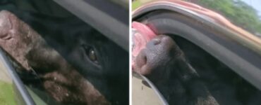 Cane lasciato in macchina sotto al sole