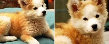 Cane dal DNA magnifico