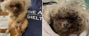 Cane anziano con un pelo orribile e ricoperto di vermi