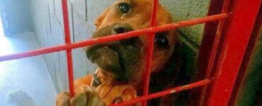 Cane in lacrime cerca una famiglia