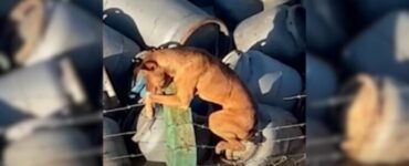 Cane intrappolato sul filo spinato salvato da un gruppo di lavoratori