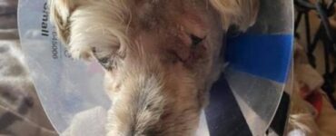 Cane maltrattato dalla sua proprietaria