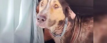 Cane randagio trova una famiglia amorevole infilandosi in una macchina