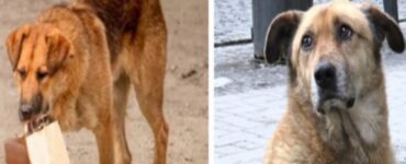 Cane randagio porta il cibo al suo padrone