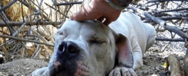 Cane randagio salvato dai soccorritori