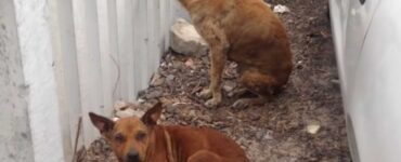 Cane randagio non abbandona la sua compagna
