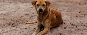 Cane randagio salva una donna
