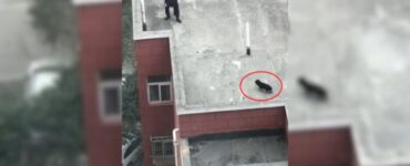 Cane sul tetto insieme ai suoi cuccioli