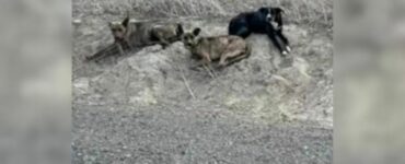 Cani trovati nascosti in un tubo
