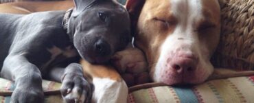 Cucciolo: come farlo integrare nella tua famiglia?