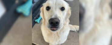 Cucciolo calmo si rivela un ribelle